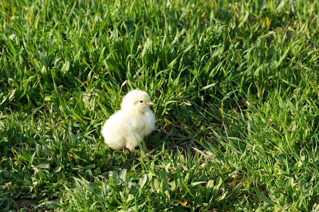 Little chicken on green herbs