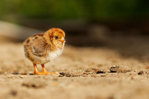 Little chicken walking in a yard