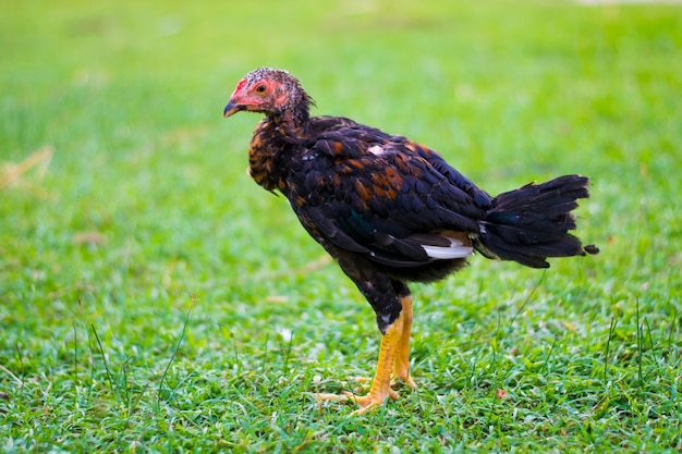 Little chickens on green field