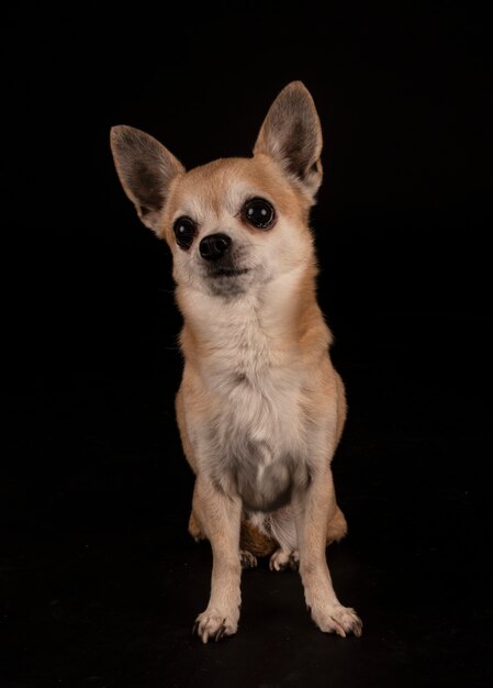 Little chihuahua in front of black surface