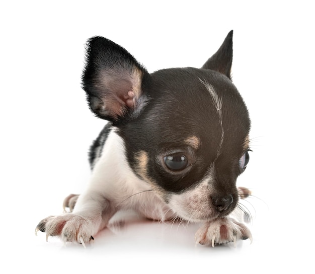 Little chihuahua in front of white background