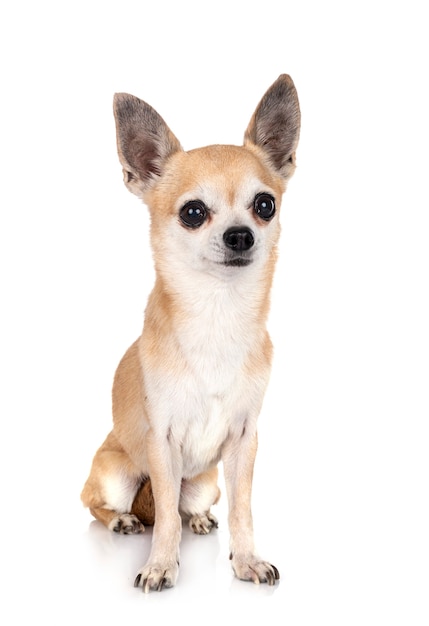 Little chihuahua in front on white isolated