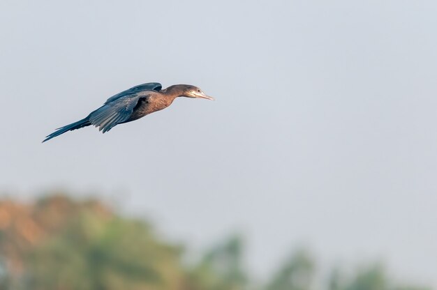 A little cormorant flying over a jungle