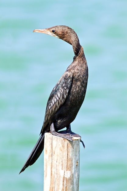 Little cormorant, Javanese cormorant (icrocarbo niger), Birds of Thailand