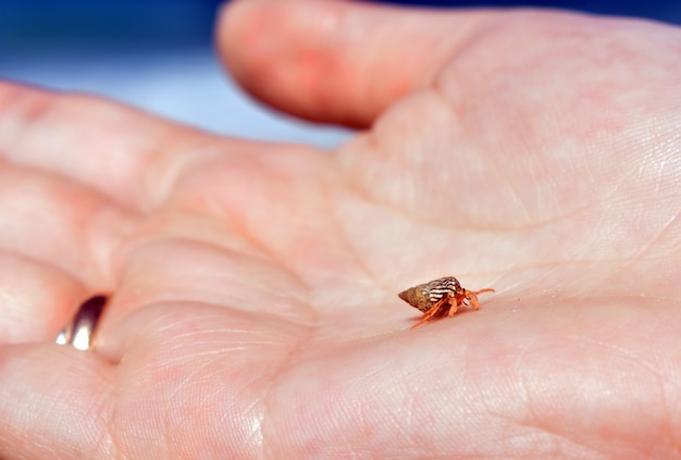 the little crab sits in the palm of your hand