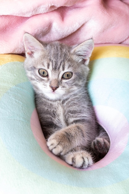 Little curious kitten on a rainbow pastel bed vertical frame Portrait of a kitten with paws Cute striped kitten on a pillow Newborn kitten