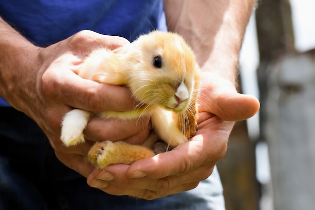 Little cute bunny is in male hands.