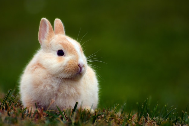 Little cute bunny is sitting in the grass