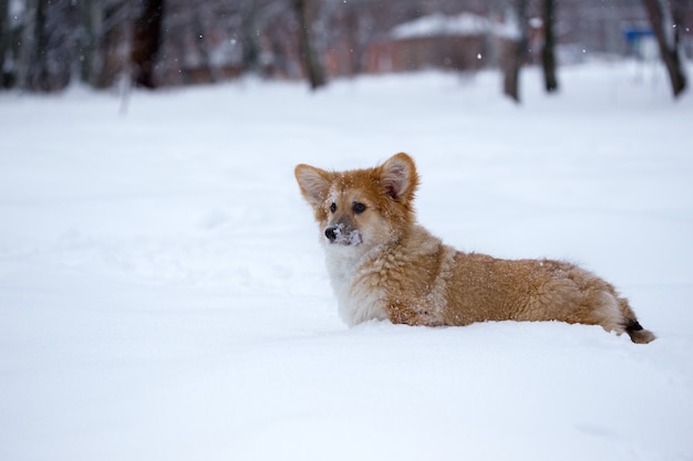 Little cute corgi fluffy puppy at the outdoor close up portrait