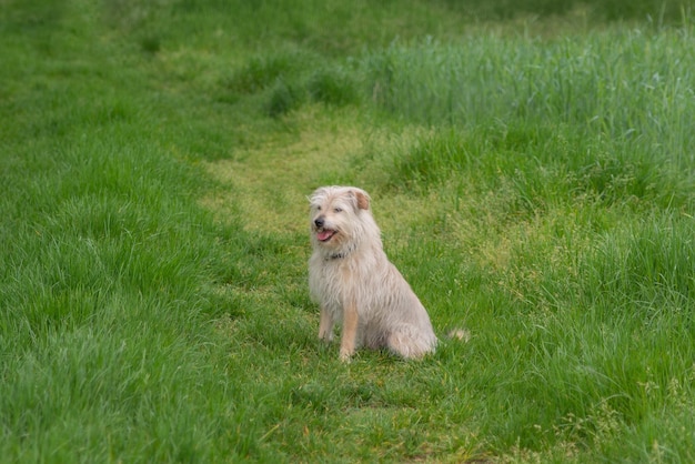 little cute dog sits on the grass in the park