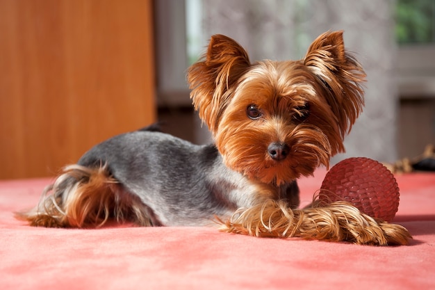 Little cute dog yorkshire terrier playing at home with pink ball