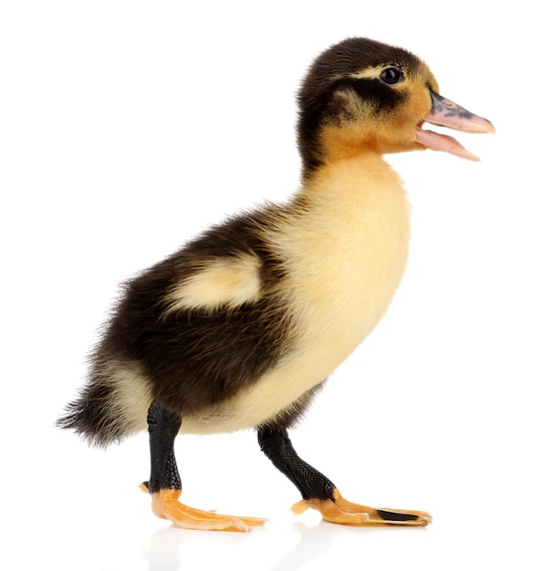 Little cute duckling isolated on white