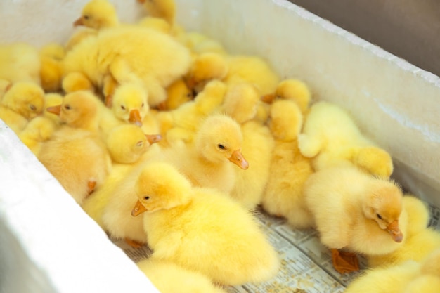 Little cute ducklings in incubator