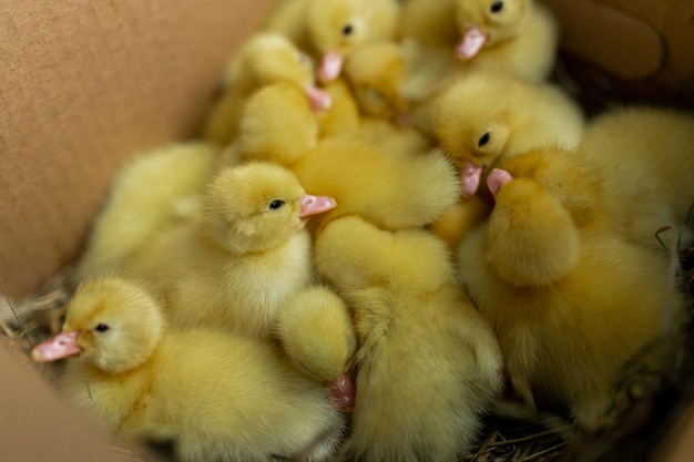 Little cute ducklings