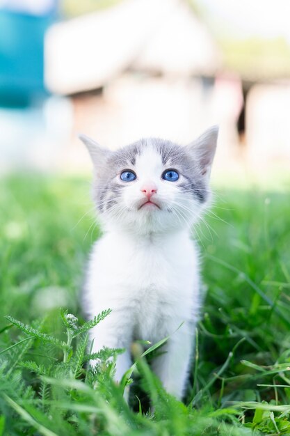 Little cute fluffy gray kitten in green grass on a summer day. Portrait of a kitten in nature.