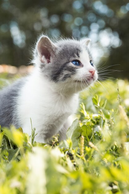 Little cute fluffy gray kitten in green grass