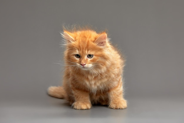 Little cute ginger kitten on a gray background makes the first steps looks into the camera gray