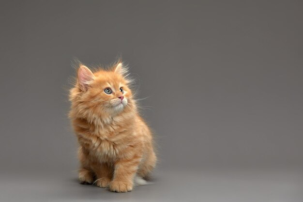 Little cute ginger kitten on a gray background makes the first steps looks into the camera gray