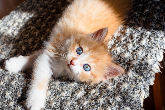 Little cute ginger kitten with blue eyes on a rug lit by the sun Favorite pets