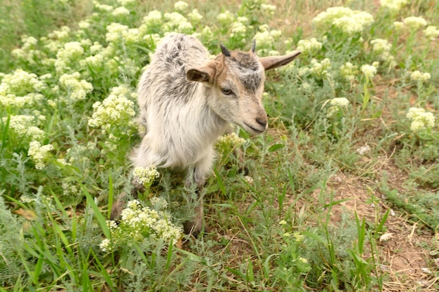 A little cute goat grazes in summer on a green meadow with flowers