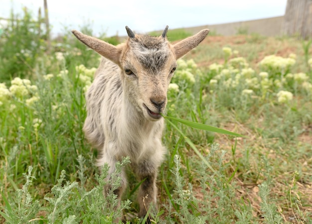 A little cute goat grazes in summer on a green meadow with flowers