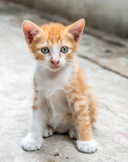 Little cute golden brown kitten plays at outdoor home backyard selective focus on its eye