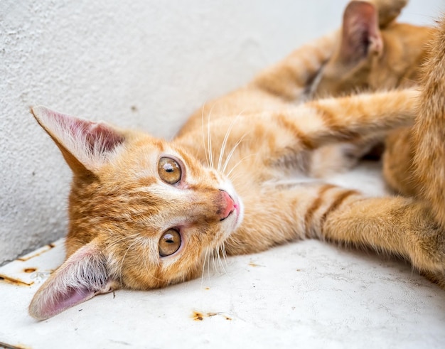 Little cute golden brown kitten in relax position in outdoor backyard garden focus at its eye