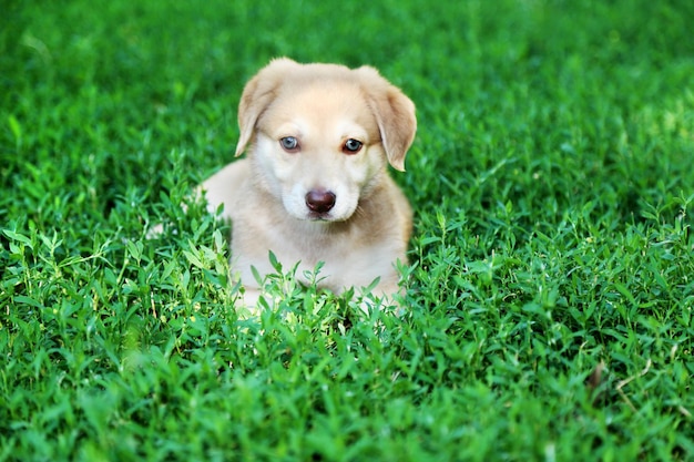 Little cute Golden Retriever puppy outdoors