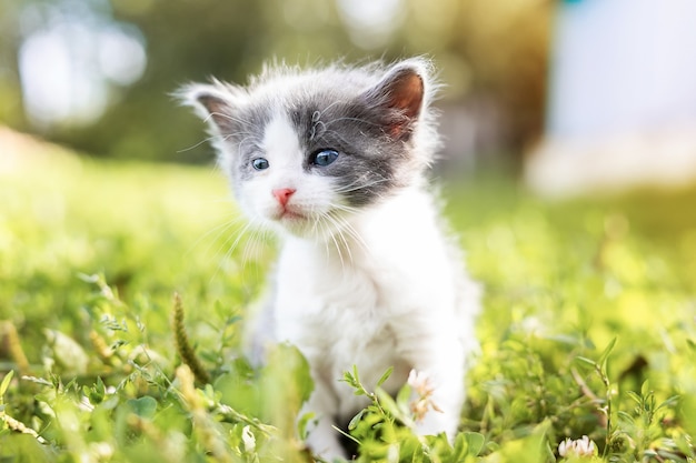 Little cute gray kitten in green grass