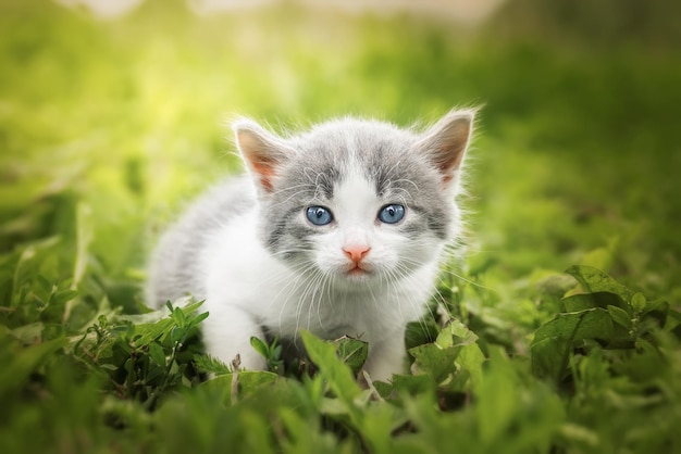 Little Cute grey fluffy kitten outdoors kitten first steps