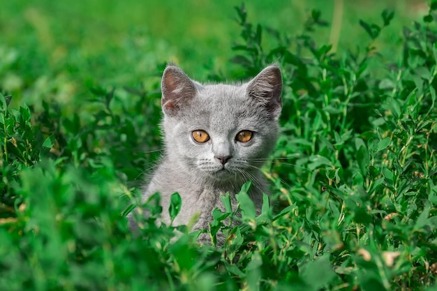 Little Cute grey fluffy kitten outdoors kitten first stepsx9