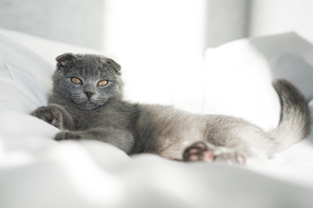 Little cute grey scotish kitty lie on the white be and look at the camera. Portrait of kitten, close up