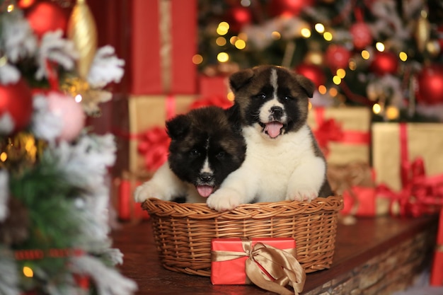 little cute husky puppies in a wicker basket against the background of New Years decor