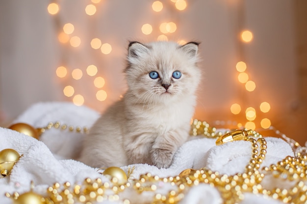 Little cute kitten sitting in a blanket