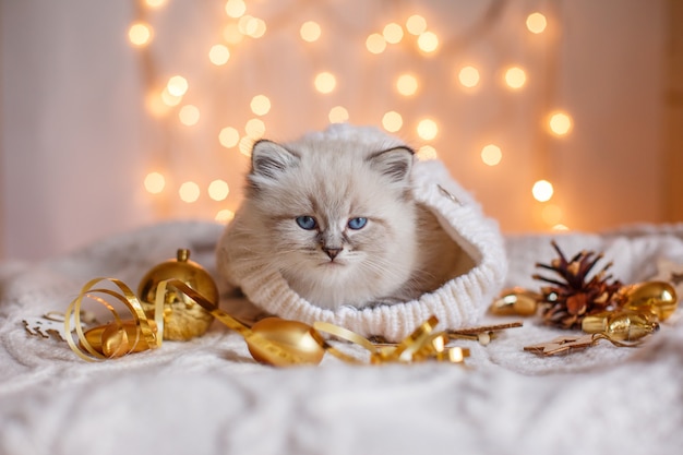 little cute kitten sitting in a blanket