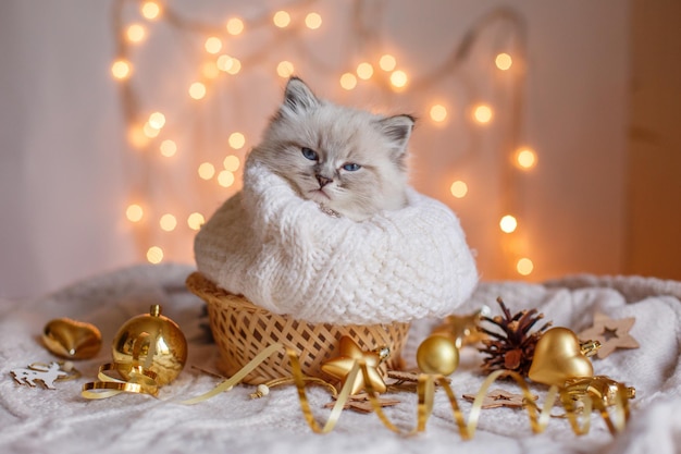 Little cute kitten sleeping wrapped in scarf Christmas decor