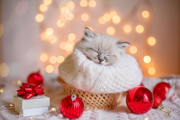 Little cute kitten sleeping wrapped in scarf Christmas decor