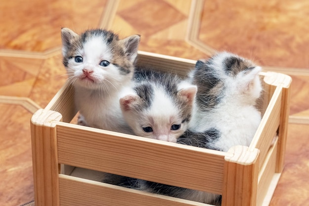 Little cute kittens in a wooden box are trying to get out of the box