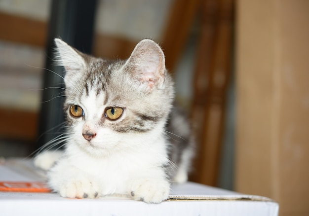 A little cute kitty sit on cardboard box