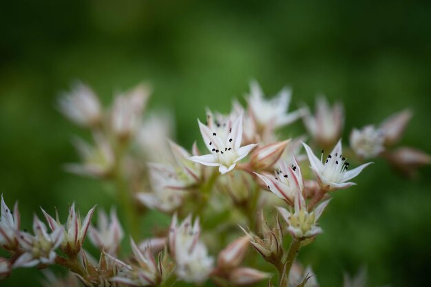 Little cute little white flowers up close