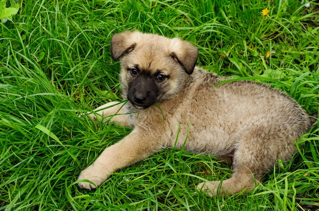 Little cute mongrel puppy in green grass 