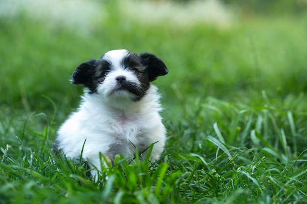 Little cute puppies papillon on green grass