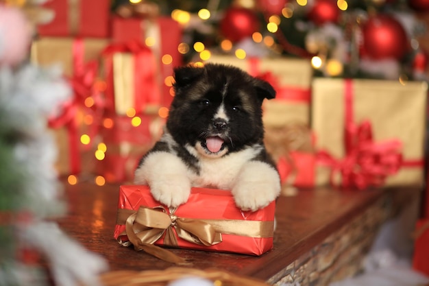 little cute puppy Laiki on the background of New Years decor