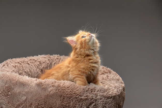 Little cute red kitten in a bed on a gray background looks up gray background copy space