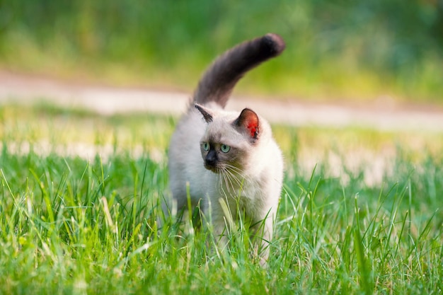 Little cute siamese kitten walking on the grass in the summer garden