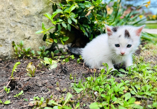 Little cute white kitten outdoor Playful pet Selective focus