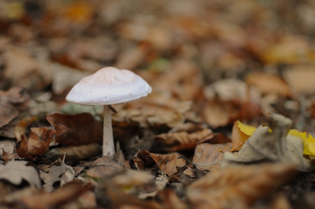 Little dangerous mushroom in the forest in autumn time. Blurred background. Fall wallpaper