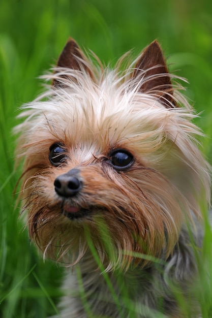 Little dog breed Yorkshire