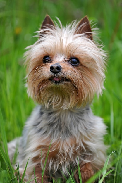 Little dog breed Yorkshire