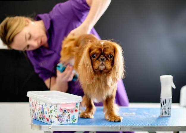 Little Dog Cavalier King Charles Spaniel during grooming at the Dog salon